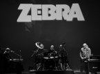 Zebra Live Concert Photos 2023